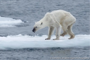 ours polaire,ours blanc,extinction,espèce menacée,pole nord,banquise,réchauffement