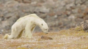 ours polaire,ours blanc,extinction,espèce menacée,pole nord,banquise,réchauffement