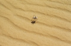 désert-araignée1.jpg