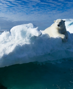 réchauffement,climat,pole nord,banquise,ours,ours polaire,extinction,canada