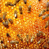 miel,abeille,einstein,varroa,ruches,disparition,environnement