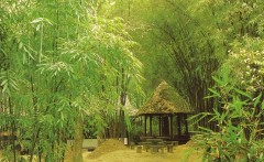 bambou1.jpg