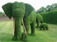 elephant-vert2.jpg