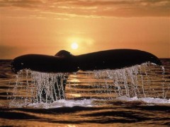 baleine-couche-soleil.jpg