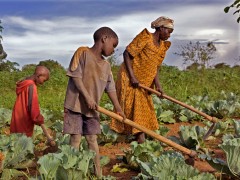 agriculture-biologique-en-ouganda_940x705.jpg