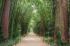 bambou,provence,cévennes,anduze,