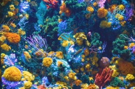 corail,coraux,grande barrière,blanchissement,mort des coraux,