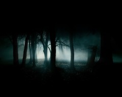 nuit1--forest-night-image-31002.jpg