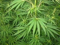 dro3-article_800px-Cannabis_01_bgiu.jpg