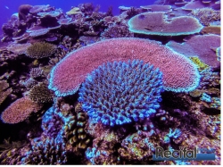 australie,coraux,repeuplement,réchauffement,blanchiment