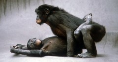 bonobo2.jpg