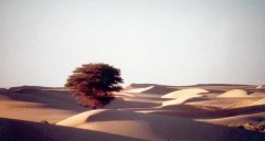 desert112.jpg