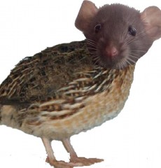 Rat-Caille2.jpg