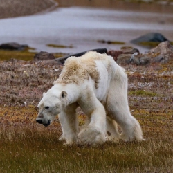 réchauffement,climat,pole nord,banquise,ours,ours polaire,extinction,canada