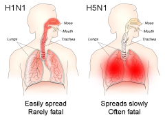H1N1_H5N1.png