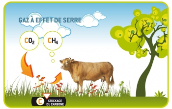 méthane,vaches,pets,gaz,effet de serre,pollution