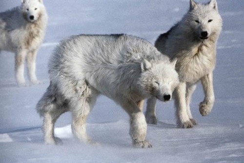 Loups-Arctiques-2.jpg