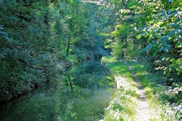 foret, sécheresse, canicule,