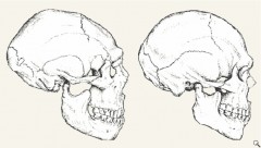 crânes.jpg