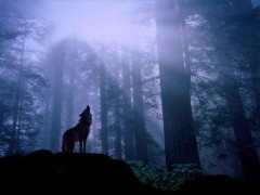 loup-wolf-forest-night-howl.jpg