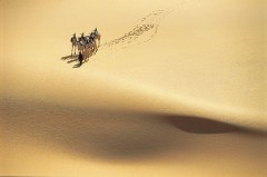 désert-chameau.jpg