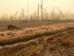 Indonésie-borneo-luttent-deforestation-L-3.jpeg.jpg