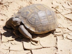 désert-tortue.jpg