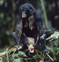 bonobo1.jpg
