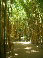 bambou2.jpg