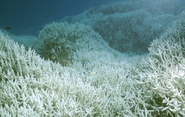 corail,coraux,grande barrière,blanchissement,mort des coraux