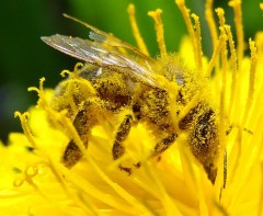 abeille1.jpg