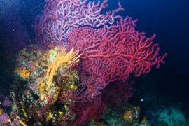 corail,coraux,grande barrière,blanchissement,mort des coraux,