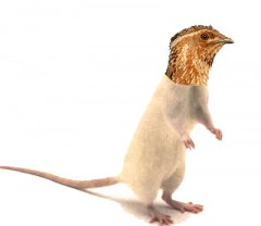 Rat-Caille3.jpg