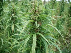 cannabis-hemp_field2.jpg