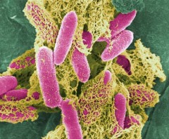 e-coli.jpg